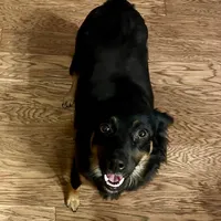 Zoomie, a female Miniature American Shepherd for sale in Prairie Grove, AR – Photo 1 of 2