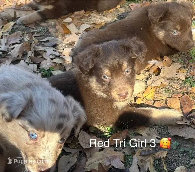 Red Tri Girl 3