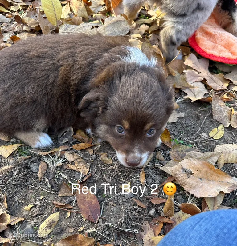 Red Tri Boy 2