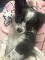 Cookie, a female Chihuahua and Pomeranian for sale in Downers Grove, IL – 2 of 4