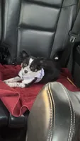 Cookie, a female Chihuahua and Pomeranian for sale in Downers Grove, IL – 4 of 4
