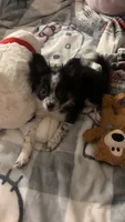 Cookie, a female Chihuahua and Pomeranian for sale in Downers Grove, IL – 3 of 4