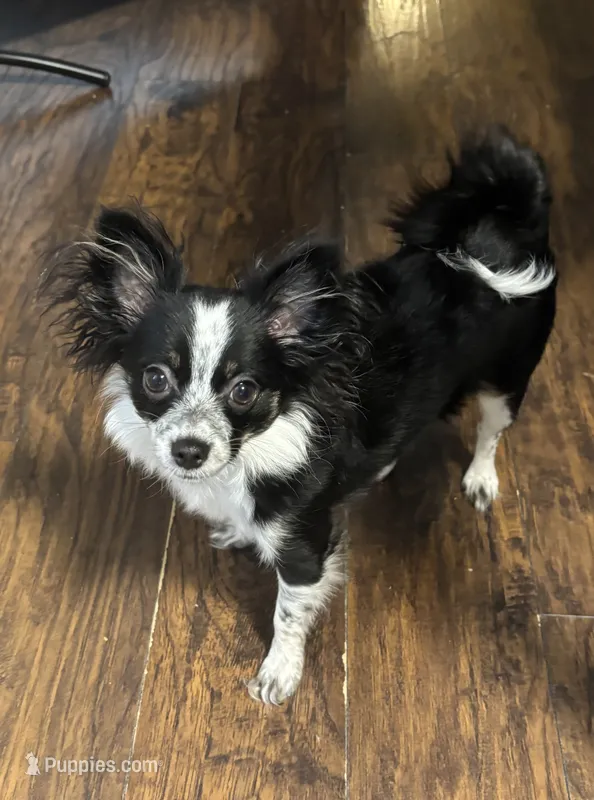 Cookie – Chihuahua, Pomeranian puppy for sale in Downers Grove, IL