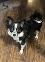 Cookie, a female Chihuahua and Pomeranian for sale in Downers Grove, IL – 1 of 4