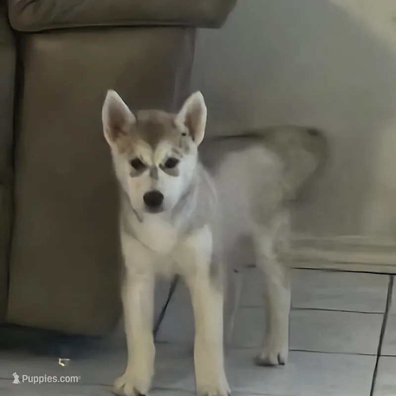 Genie, a female Siberian Husky for sale in San Antonio, TX – 1 of 2