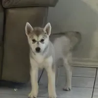 Genie, a female Siberian Husky for sale in San Antonio, TX – 1 of 2