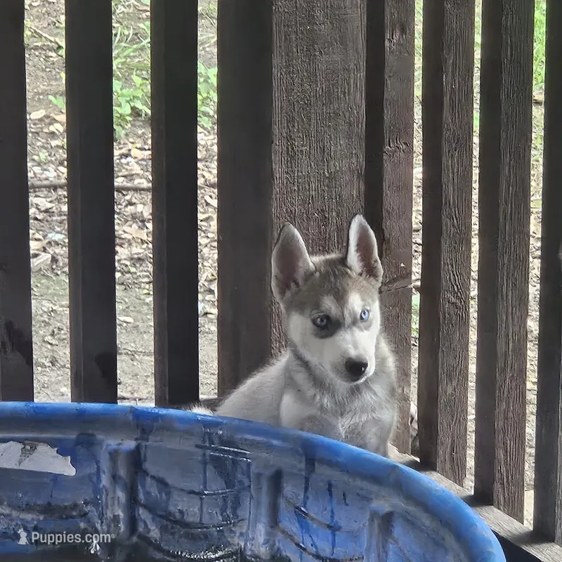 Bruno – Alaskan Malamute, Siberian Husky puppy for sale in San Antonio, TX