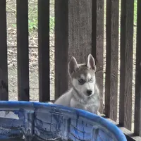 Bruno, a male Alaskan Malamute and Siberian Husky for sale in San Antonio, TX – 1 of 3