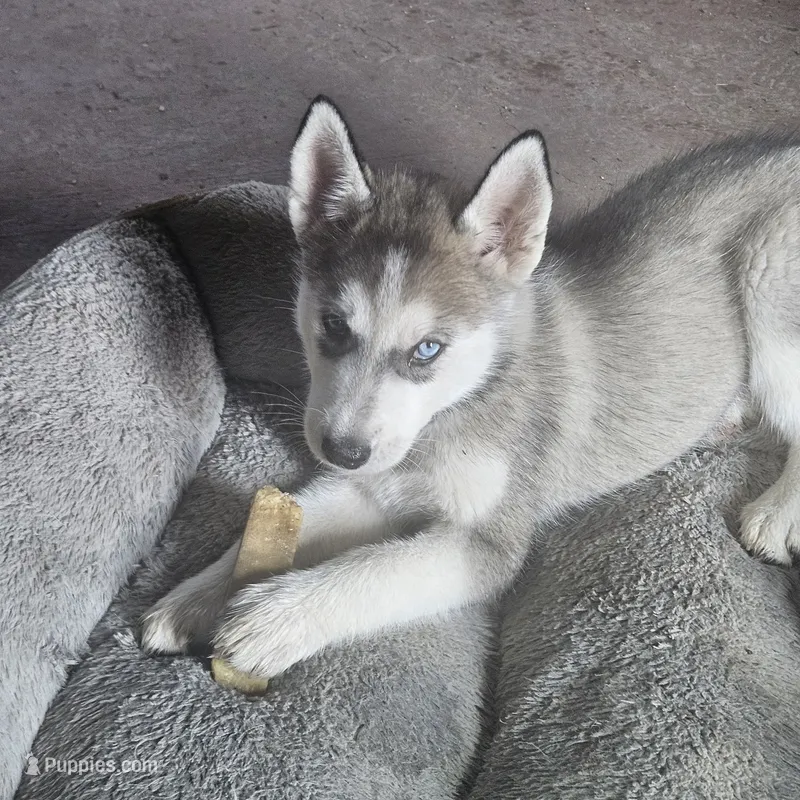 Duke – Siberian Husky puppy for sale in San Antonio, TX
