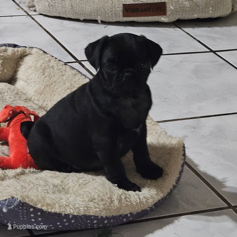 Genie – Pug puppy on hold in San Antonio, TX