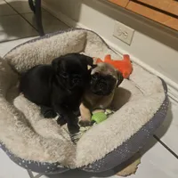 Genie, a female Pug for sale in San Antonio, TX – 4 of 4