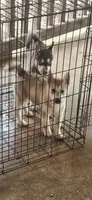 Bruno, a male Alaskan Malamute and Siberian Husky for sale in San Antonio, TX – 3 of 3