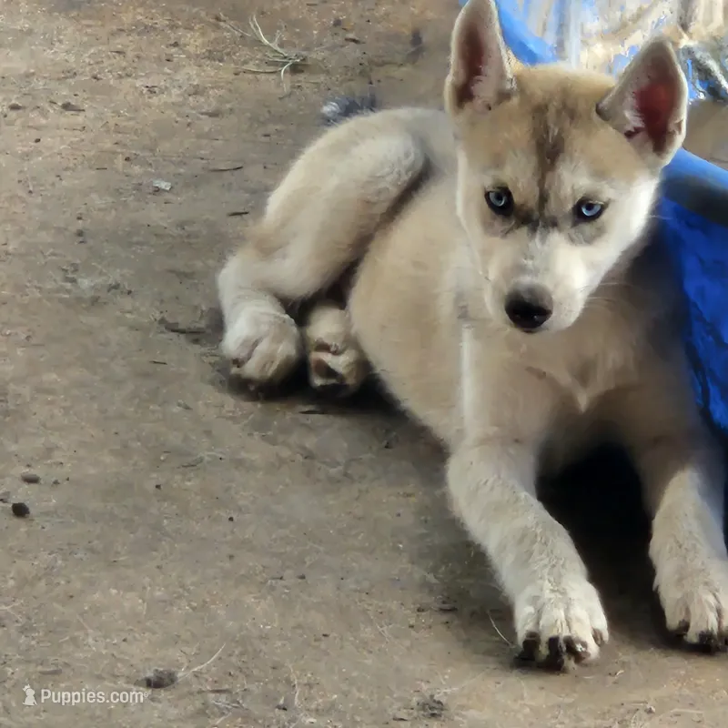 luna – Siberian Husky puppy for sale in San Antonio, TX