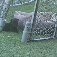 Bruce, a male Pug for sale in San Antonio, TX – Photo 3 of 4