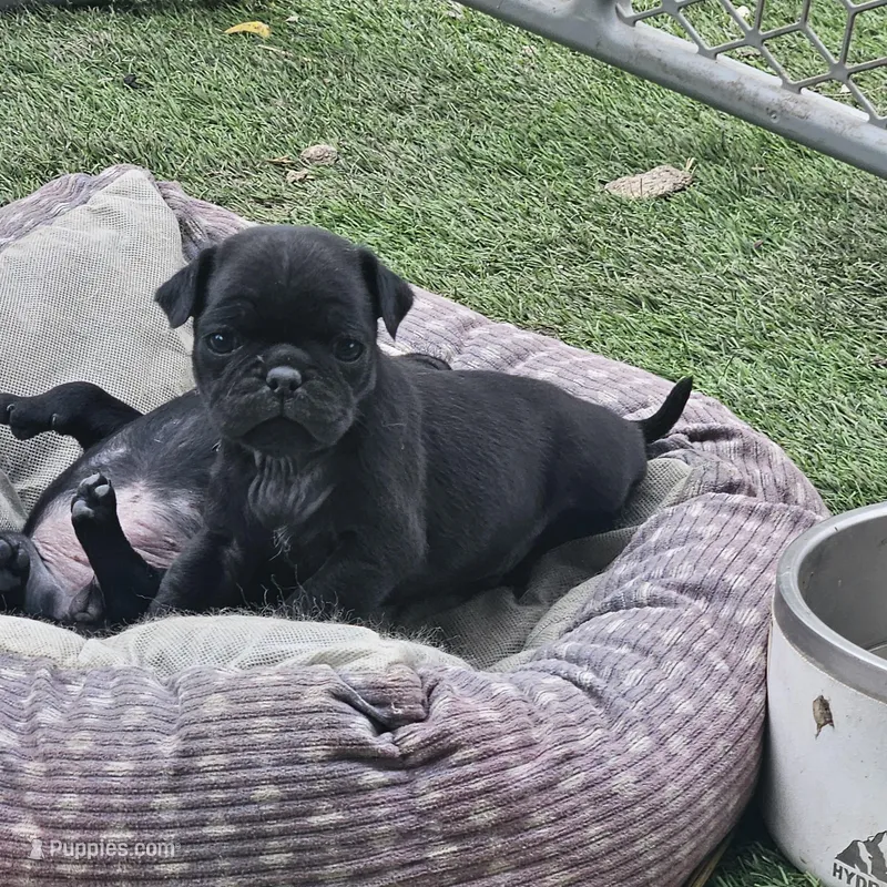 Bruce – Pug puppy for sale in San Antonio, TX
