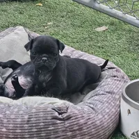 Bruce, a male Pug for sale in San Antonio, TX – Photo 1 of 4
