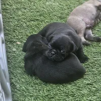 Bruce, a male Pug for sale in San Antonio, TX – Photo 4 of 4