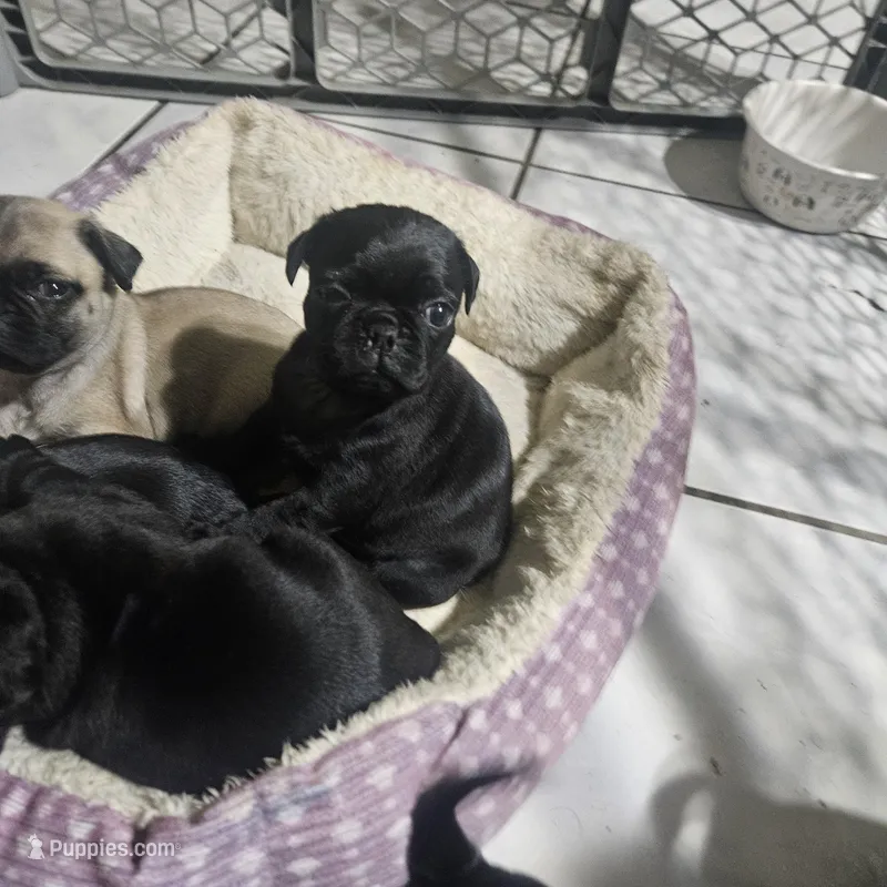 Bruce – Pug puppy for sale in San Antonio, TX