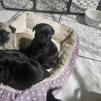 Bruce, a male Pug for sale in San Antonio, TX – Photo 2 of 4