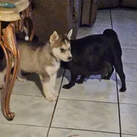 Bruno, a male Siberian Husky for sale in San Antonio, TX – 1 of 1