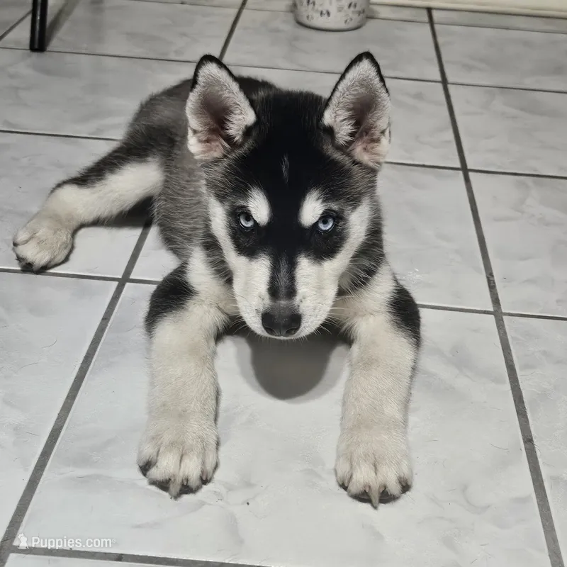 Thor – Siberian Husky puppy for sale in San Antonio, TX