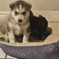 Bruno, a male Alaskan Malamute and Siberian Husky for sale in San Antonio, TX – 2 of 3