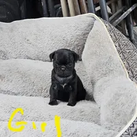 Genie, a female Pug for sale in San Antonio, TX – Photo 1 of 2