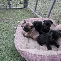 Genie, a female Pug for sale in San Antonio, TX – Photo 2 of 2