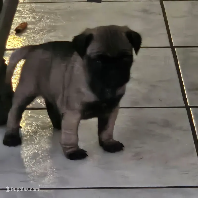Smokey – Pug puppy for sale in San Antonio, TX