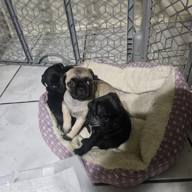 Bingo – Pug puppy for sale in San Antonio, TX