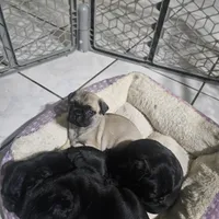 Bingo, a male Pug for sale in San Antonio, TX – Photo 2 of 3