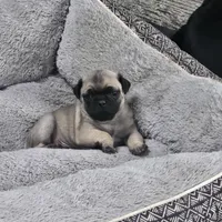 Bingo, a male Pug for sale in San Antonio, TX – Photo 1 of 3