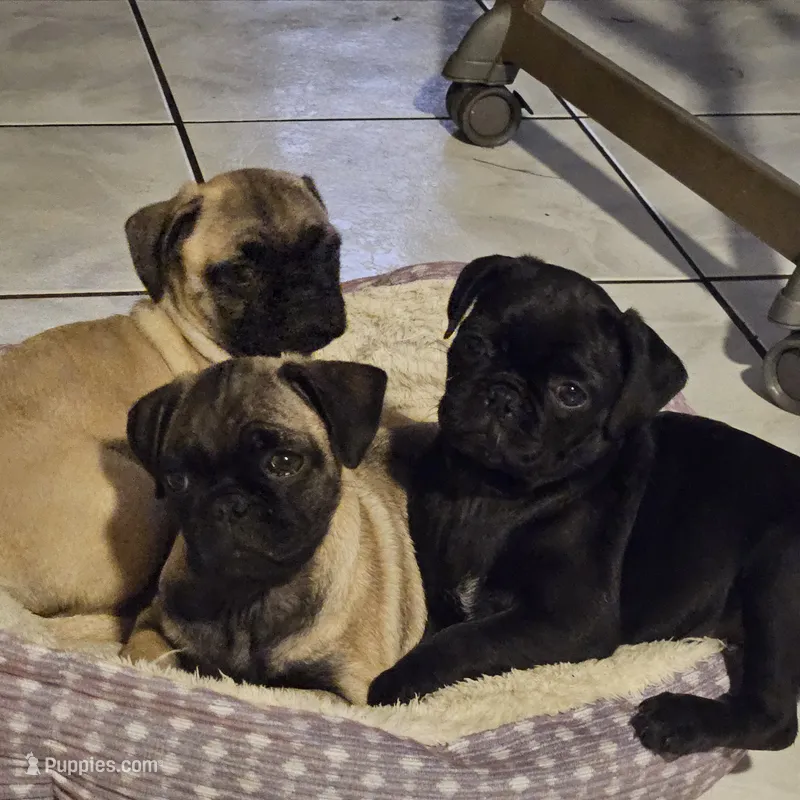 Smokey – Pug puppy for sale in San Antonio, TX