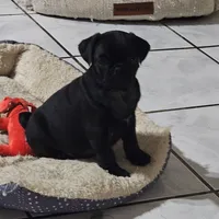 Bruce, a male Pug for sale in San Antonio, TX – 5 of 5