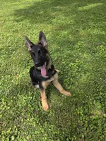 Bear, a male German Shepherd Dog for sale in Manchester, OH – 2 of 6