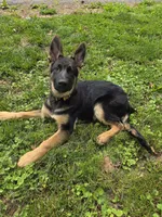 Bear, a male German Shepherd Dog for sale in Manchester, OH – 3 of 6