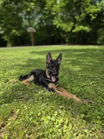 Bear, a male German Shepherd Dog for sale in Manchester, OH – 5 of 6