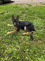 Bear, a male German Shepherd Dog for sale in Manchester, OH – 4 of 6