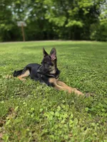 Bear, a male German Shepherd Dog for sale in Manchester, OH – 6 of 6