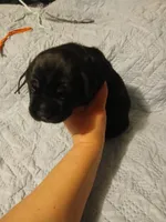 Boy 4, a male Doberman Pinscher and Cane Corso for sale in Ontario, OH – 3 of 9
