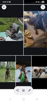 Chill, a male Doberman Pinscher and Cane Corso for sale in Ontario, OH – 8 of 10