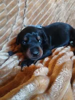 Dash, a male Doberman Pinscher for sale in Ontario, OH – 2 of 4