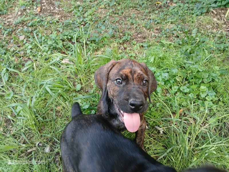 Petunia 🏵🐯 – Doberman Pinscher, Cane Corso puppy for sale in Ontario, OH