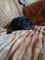Dash, a male Doberman Pinscher for sale in Ontario, OH – 3 of 4