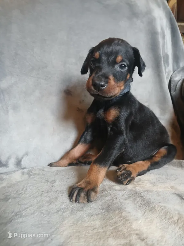 Uber- full Euro – Doberman Pinscher puppy for sale in Ontario, OH