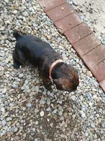 Petunia , a female Doberman Pinscher and Cane Corso for sale in Ontario, OH – 4 of 10