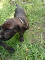 🥰🐻Pip, a male Doberman Pinscher and Cane Corso for sale in Ontario, OH – 5 of 10