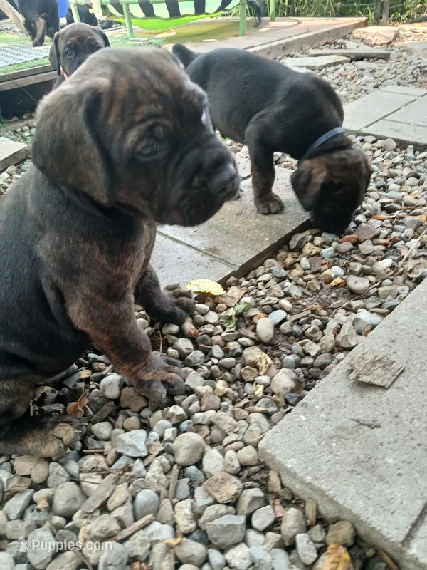 Boy 1 – Doberman Pinscher, Cane Corso puppy for sale in Ontario, OH