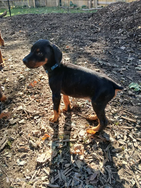 AKC blk&rust 🩵 – Doberman Pinscher puppy for sale in Mansfield, OH