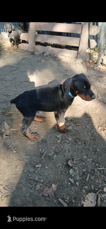 ❤️‍🔥AKC BLK&RUST MALE – Doberman Pinscher puppy for sale in Mansfield, OH
